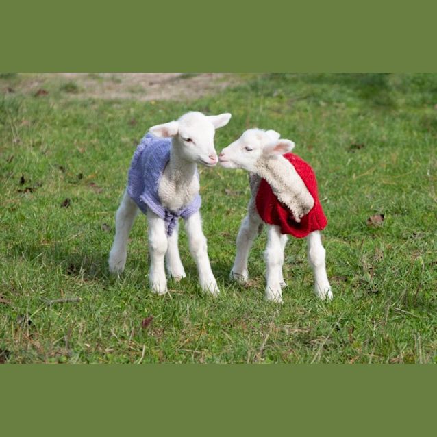 Photo of Hanna (Female) And Ragnar (Male)