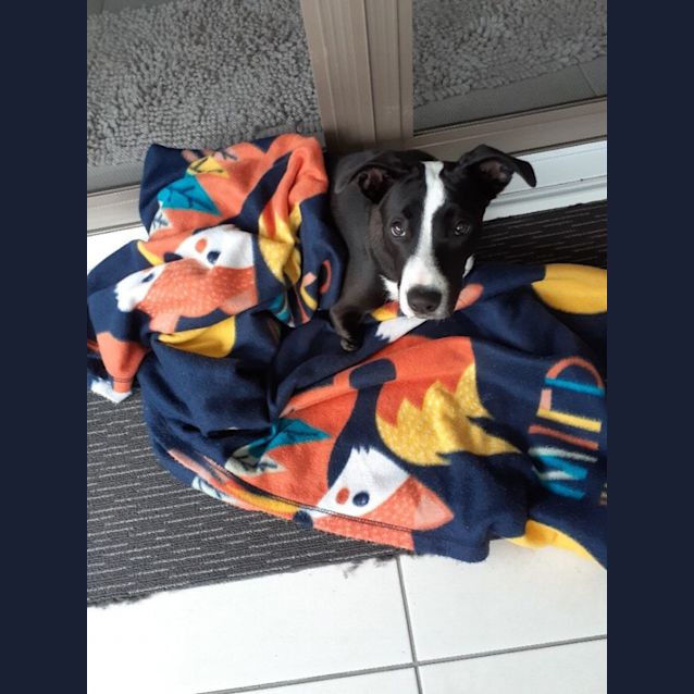 Photo of D714 Jessie