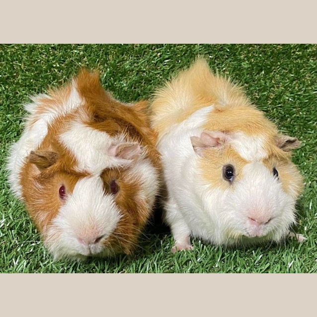 Photo of Cookie & Fluffy