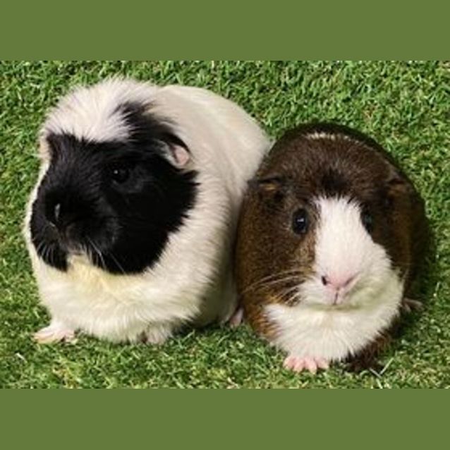 Photo of Oreo & Pumpkin