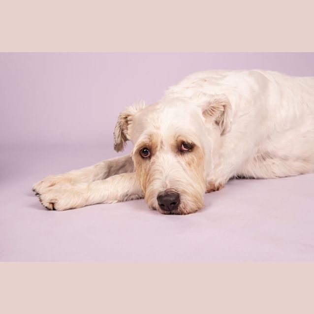 Photo of Stella ~ 2yr Old Wolfhound X (On Trial 22/10/22)