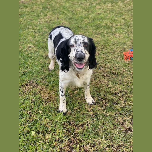 Photo of Domino