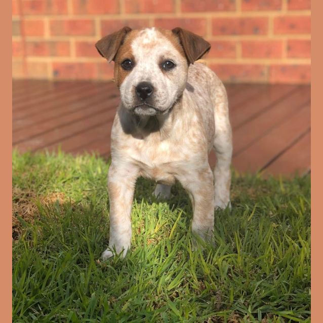 Photo of Poppy 