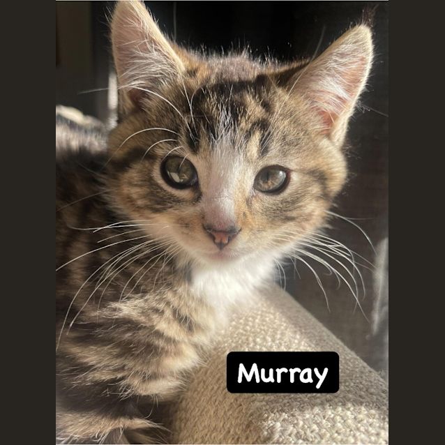 Photo of Murray