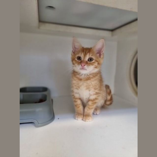 Photo of Merlin