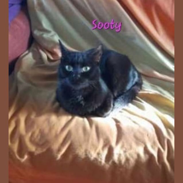 Photo of Sooty