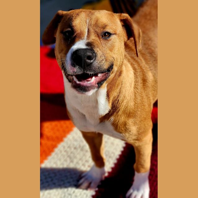 Photo of Ollie