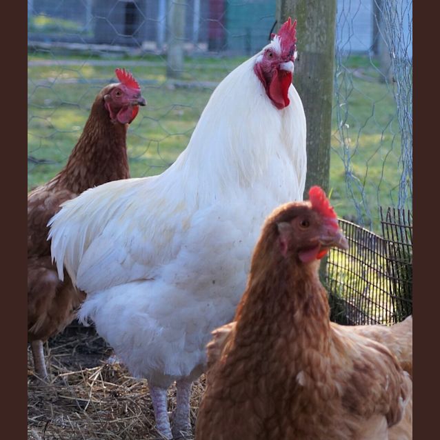 Photo of King Henry 