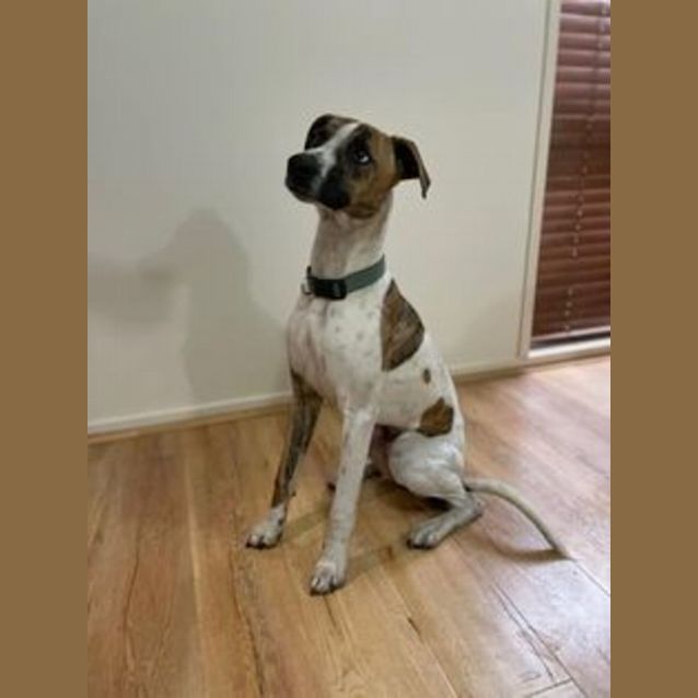 Photo of Ryder  Whippet X