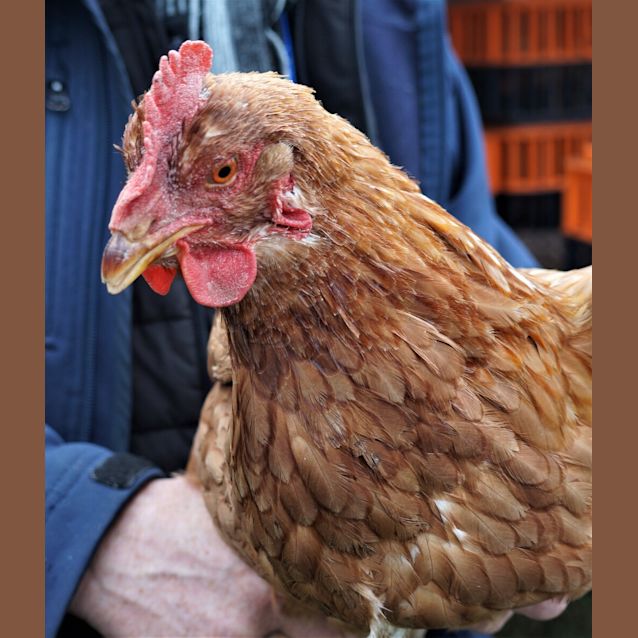 Photo of Hen