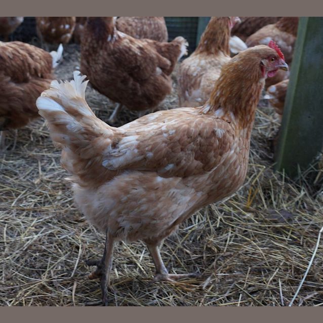 Photo of Hen