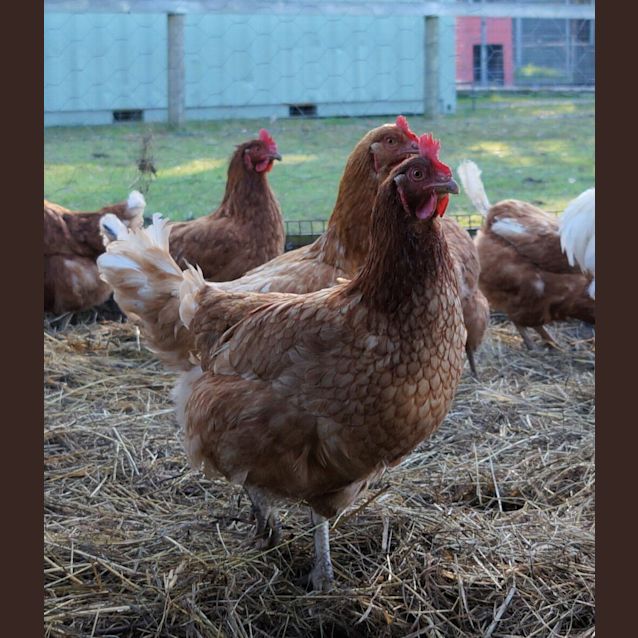 Photo of Hen