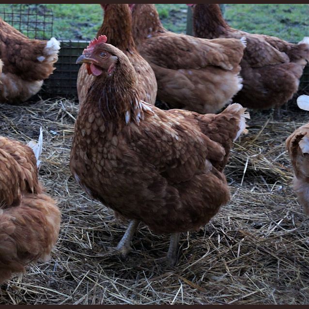 Photo of Hen