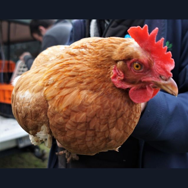 Photo of Hen