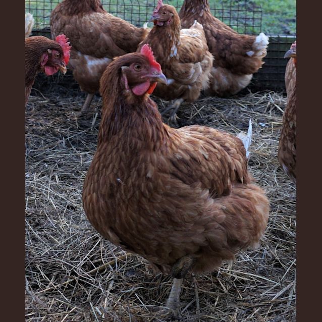 Photo of Hen