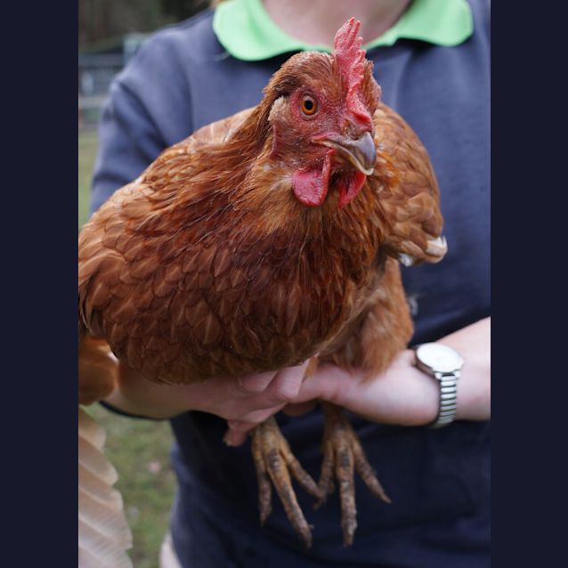 Photo of Hen