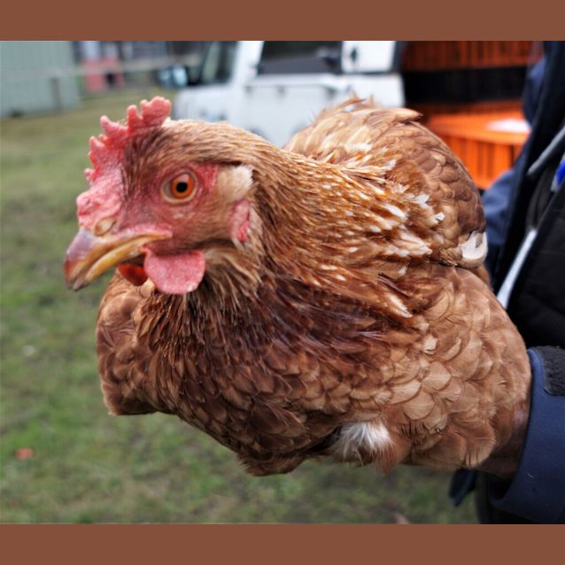 Photo of Hen