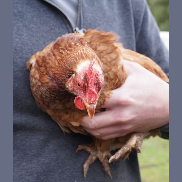 Photo of Hen