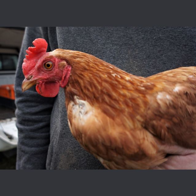 Photo of Hen