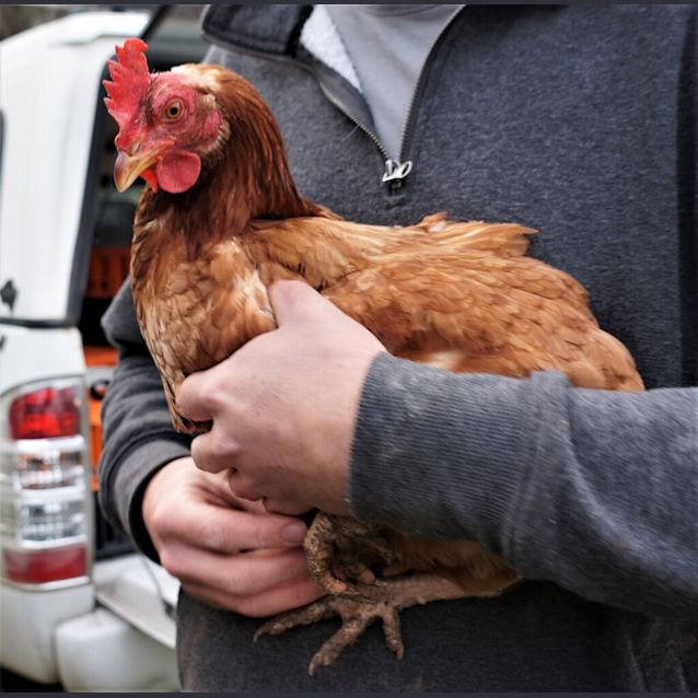 Photo of Hen