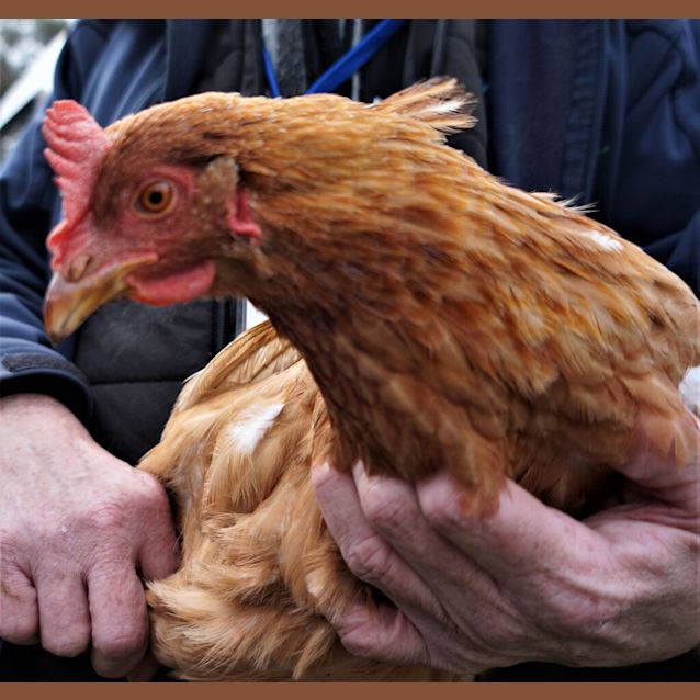 Photo of Hen