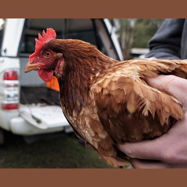 Photo of Hen