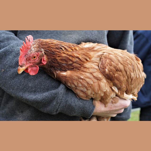 Photo of Hen
