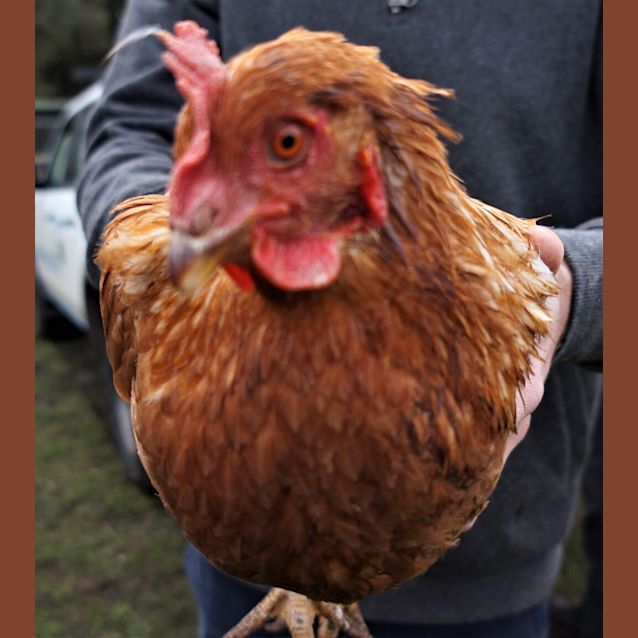 Photo of Hen