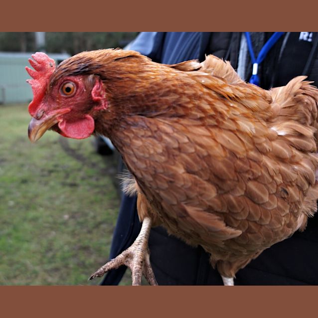 Photo of Hen