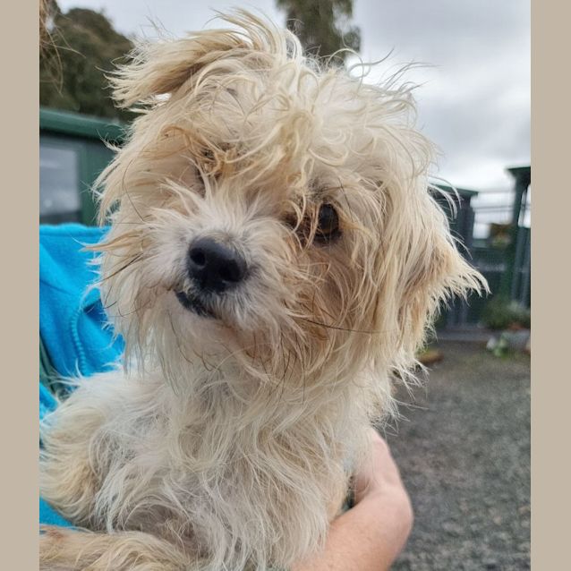 Photo of Scruffy