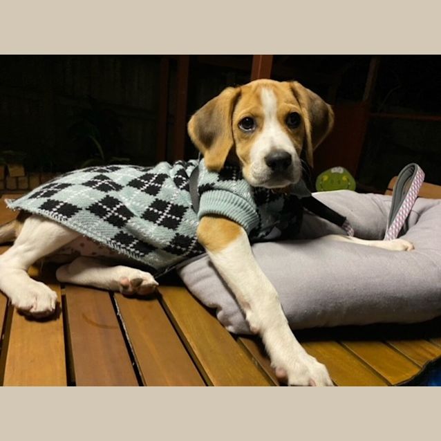 Photo of Ruby