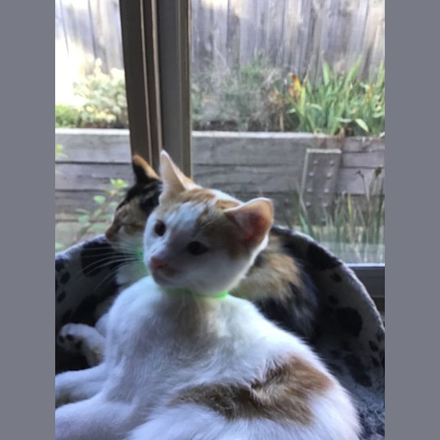 Photo of Oscar ~ Meet Me @ Pet Stock Mornington Central ❤️