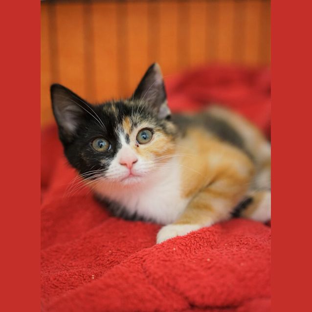 Photo of Mavis