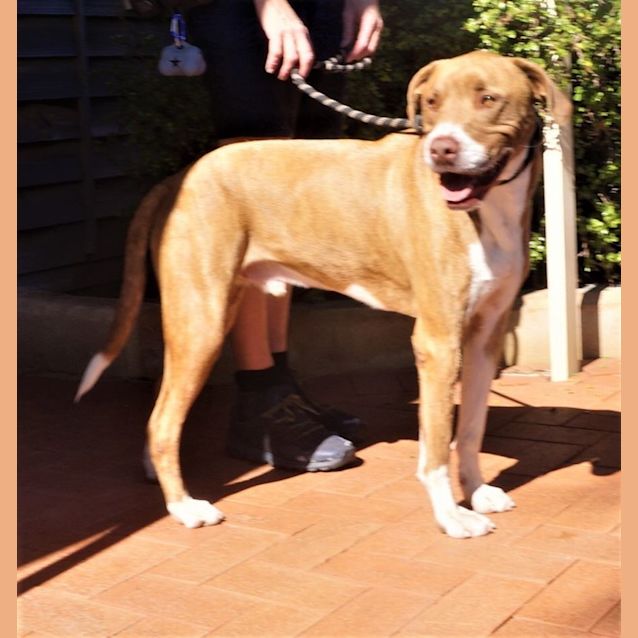 Photo of Barney 2nd Of 4 Sponsored Adoptions 