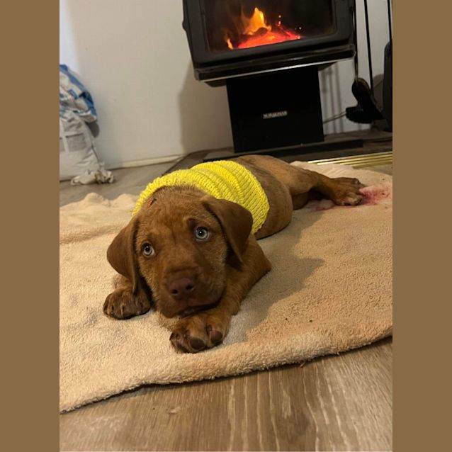 Photo of Brodie 🥰