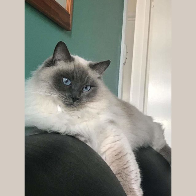 Photo of Coco 💙