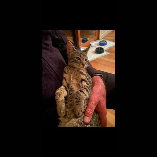 Photo of Jasper   Located In Kew