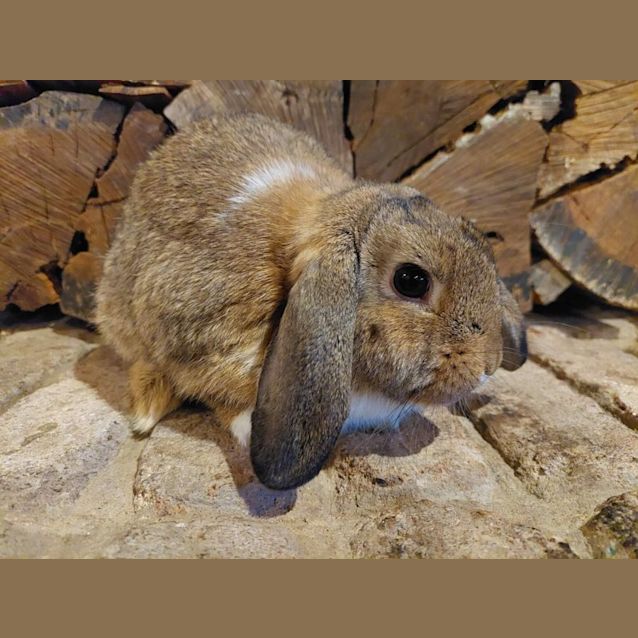 Photo of 🐰Serena & Venus🐰 (Located In Mount Evelyn)
