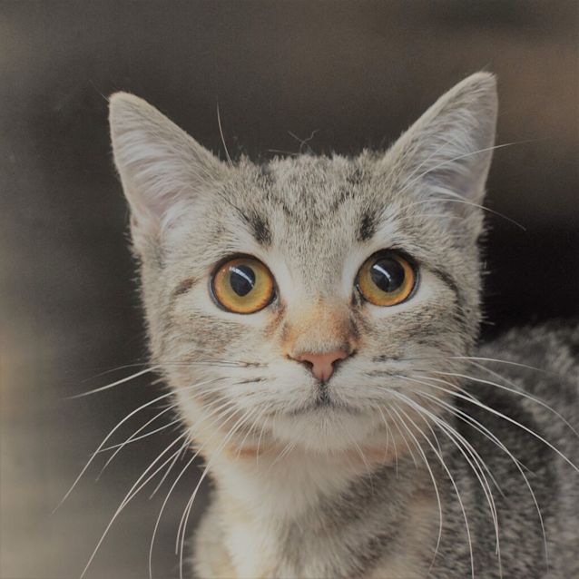 Photo of Spice