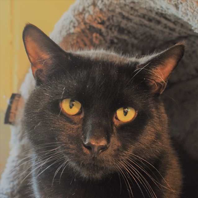 Photo of Salem