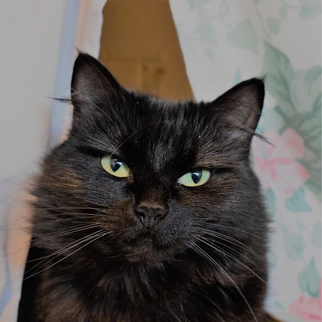 Photo of Chromie