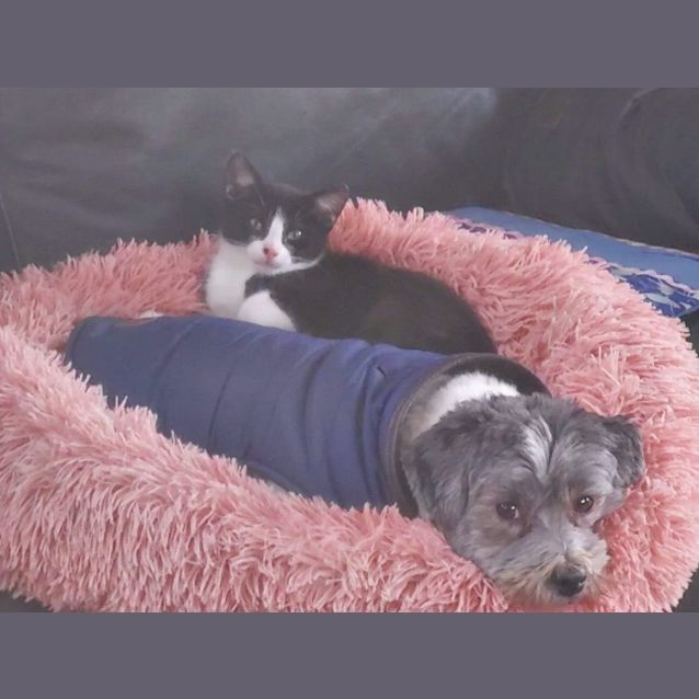 Photo of Beanie And Possum 💙💙