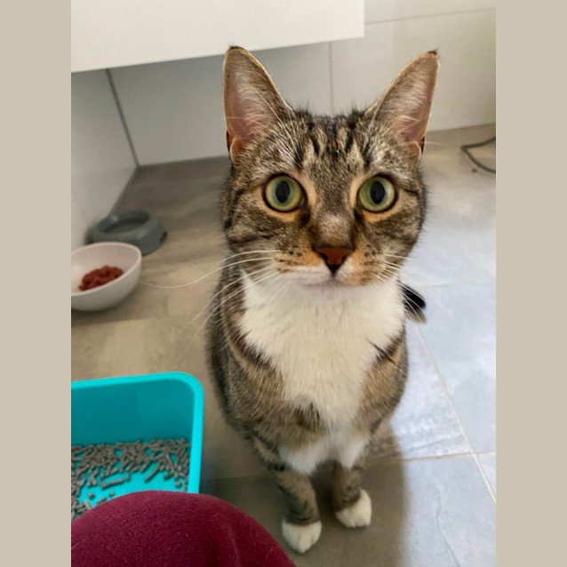 Photo of Chubba Bubba 