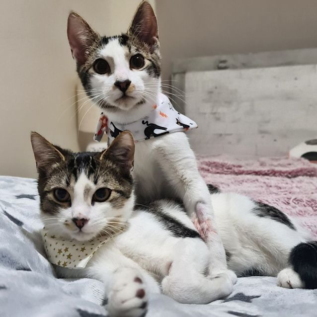 Photo of 🐱Elijah & Kol🐱 (Located In Wantirna South)