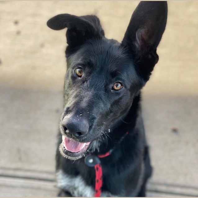 Photo of Patch