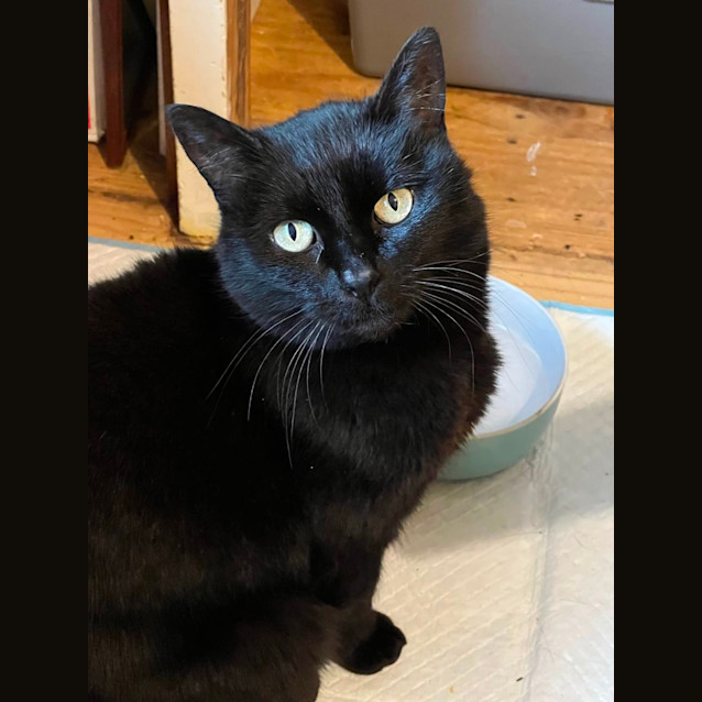 Photo of Miss Kitty   Can Deliver To You