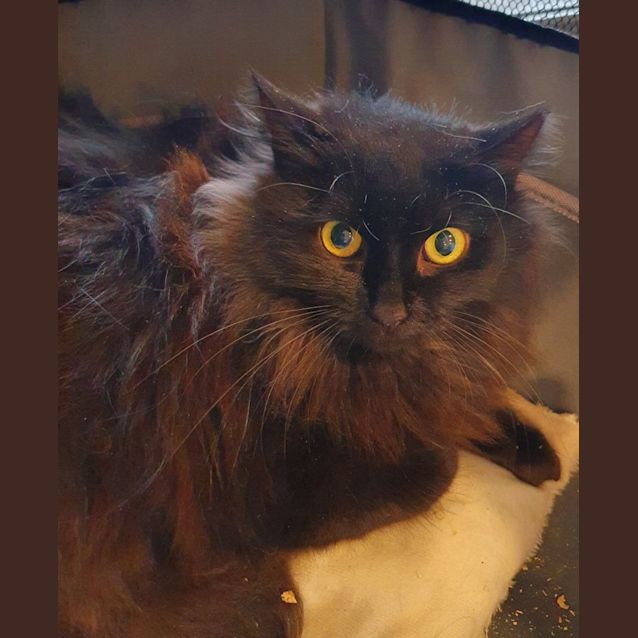 Photo of Bear