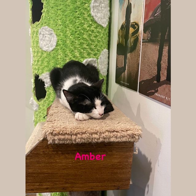 Photo of Amber