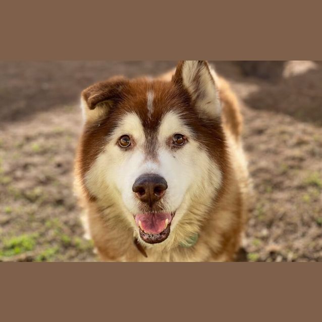Photo of Balto 