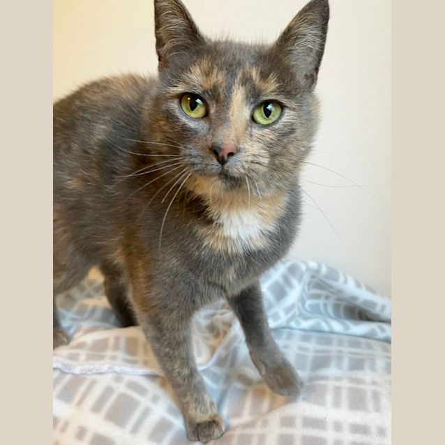 Photo of Fruit Tingle 